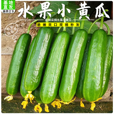 山东寿光新鲜水果黄瓜无刺黄瓜小青瓜凉拌沙拉热炒直发