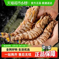 特大竹節(jié)蝦九節(jié)蝦無(wú)掉頭新鮮進(jìn)口