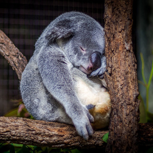 [悉尼野生动物园-大门票]澳洲旅游 悉尼野生动物园门票wildlife park Sydney Zoo