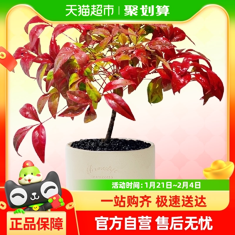 ҶС辰ļ׻ͺֲ鷿ڻ25.46Ԫ(88VIP 95)