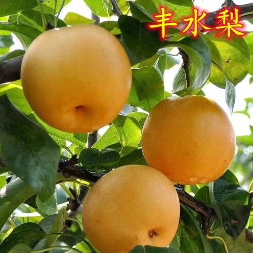 梨2025年新上市头茬丰水梨当季新鲜采摘水果时令口感汁水多脆甜