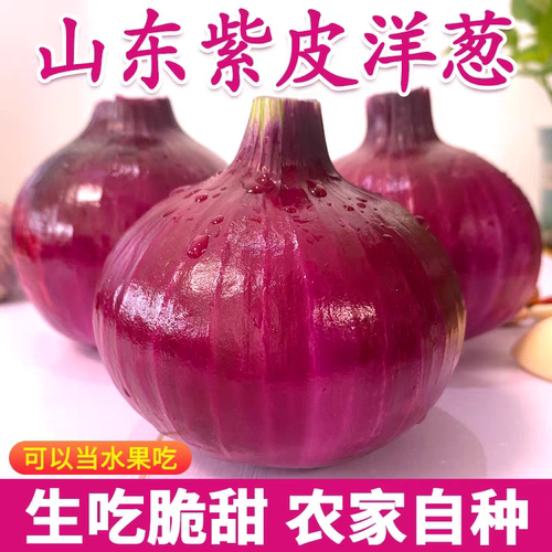 紫皮洋葱新鲜洋葱头生吃货农家自种蔬菜甜红皮圆葱5斤批发包邮
