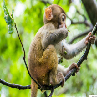 [南湾猴岛生态旅游区-猴岛公园+l缆车/轮渡/观光车+水上运动中心+呆呆岛+疍家港湾游+小丑欢乐剧场]猴岛