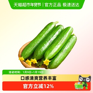 众利合脆嫩无刺水果小黄瓜新鲜采摘水分充足脆口清爽适合生吃即食