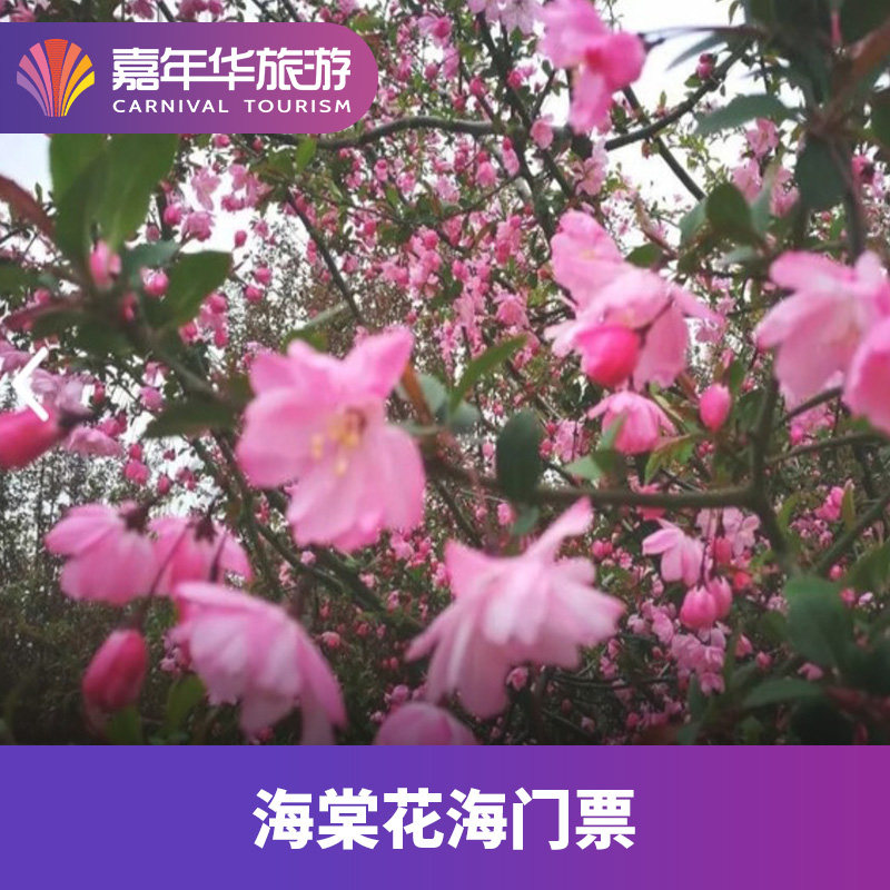 [海棠花海-大门票]安徽 合肥 海棠花海*