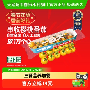 【一颗大】黄串收樱桃番茄非圣女果酸甜爆汁现采现摘小番茄