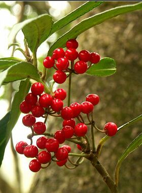 八爪金龙 富贵子树苗铁雨伞 朱砂根 开喉剑种苗一株15元，2株起拍