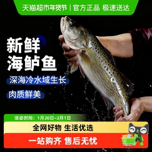 云储生活海鲈鱼新鲜冷冻鲜活野生深海鱼青岛特大鲈鱼七星鱼花鲈鱼