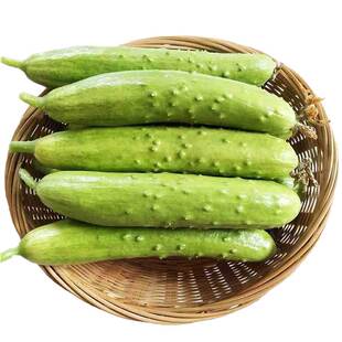 海阳白玉黄瓜种子种籽孑水果旱黄瓜种籽春夏季秋季四季籽种蔬菜脆