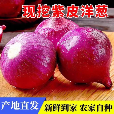 2025年新鲜农家自种紫皮红洋葱头现挖红皮洋葱头洋葱批发