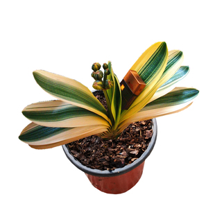 长春精品君子兰彩苗国宝级覆轮彩瓷白鸳鸯金丝宽叶油匠油麻盆栽苗