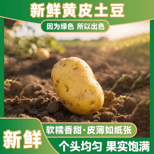 新鲜土豆沙面黄心马铃薯应季蔬菜洋宇新鲜现挖3/5/9斤农家洋芋