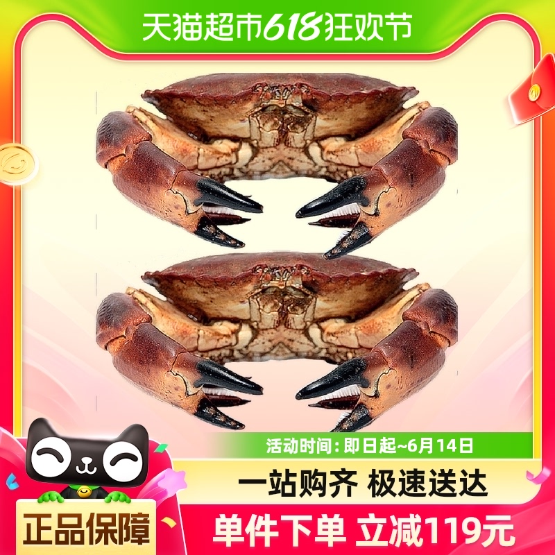 【活鲜】顺丰特快渔传播鲜活面包蟹1.3斤-1.5斤/只到手两只包邮