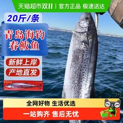 鲅鱼新鲜冷冻山东特大马鲛鱼整条青岛鲅鱼片香煎燕鲅鱼段海鱼