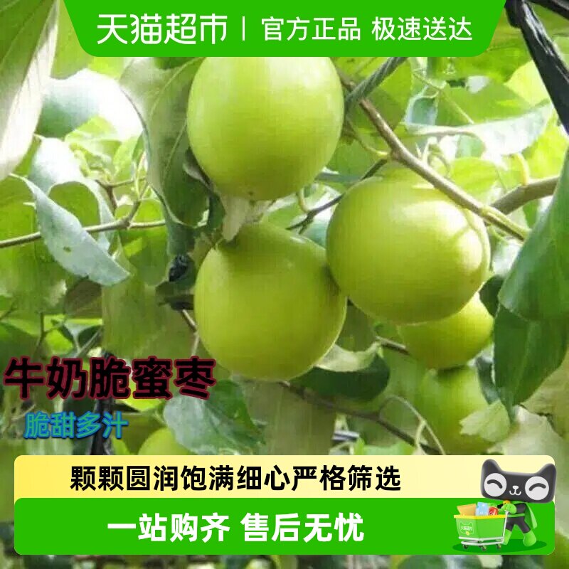【精选好果  顺丰包邮】闽南脆蜜枣牛奶枣贵妃枣脆甜多汁新摘采摘