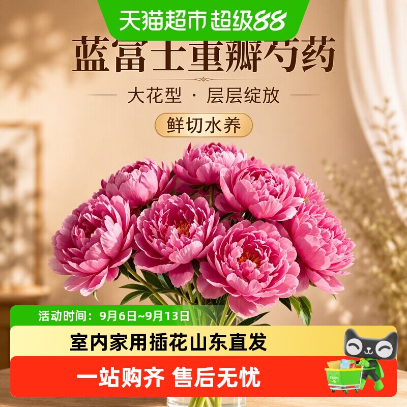 蓝富士重瓣芍药鲜切花发真花花卉图片