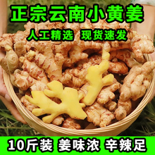 速发正宗云南小黄姜高山现挖农家新鲜生姜月子姜老姜批发