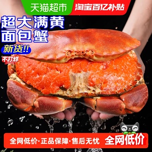 面包蟹特大母帝王蟹熟冻大螃蟹海蟹新鲜海鲜水产黄金蟹珍宝蟹