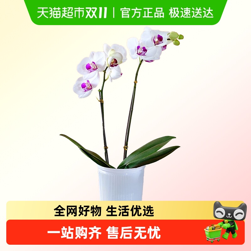 朵屿花间蝴蝶兰花苗盆栽室内花卉