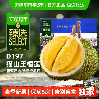 臻选市舶士马来AA级猫山榴莲王