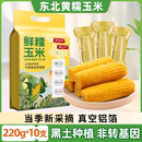 东北黄糯玉米220g×10支黄金铝箔装 当季 糯大棒黏糯真空锁鲜