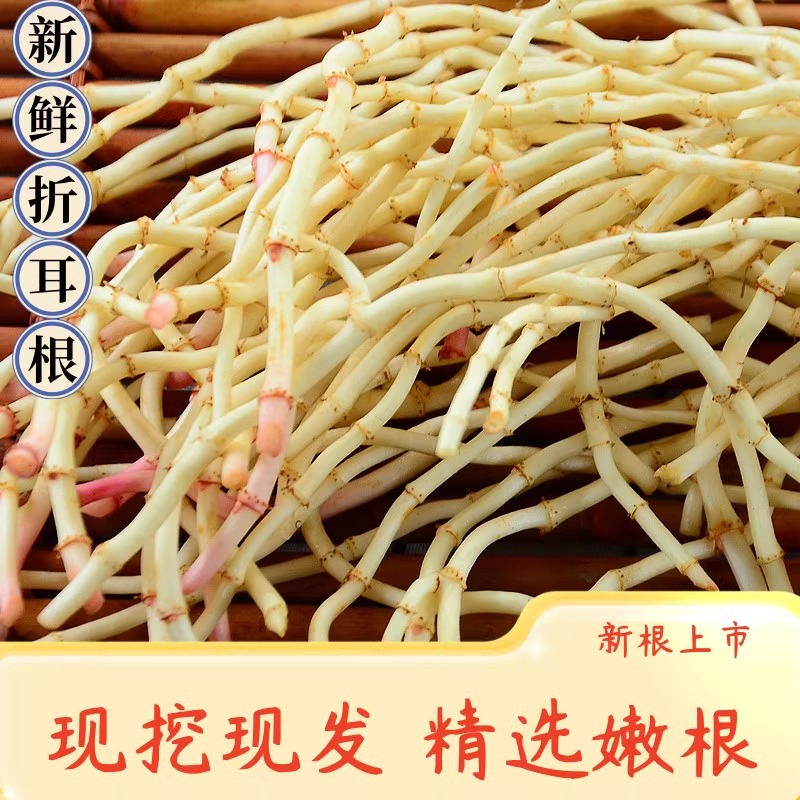 新鲜现挖折耳根嫩苗凉拌煲汤皆宜