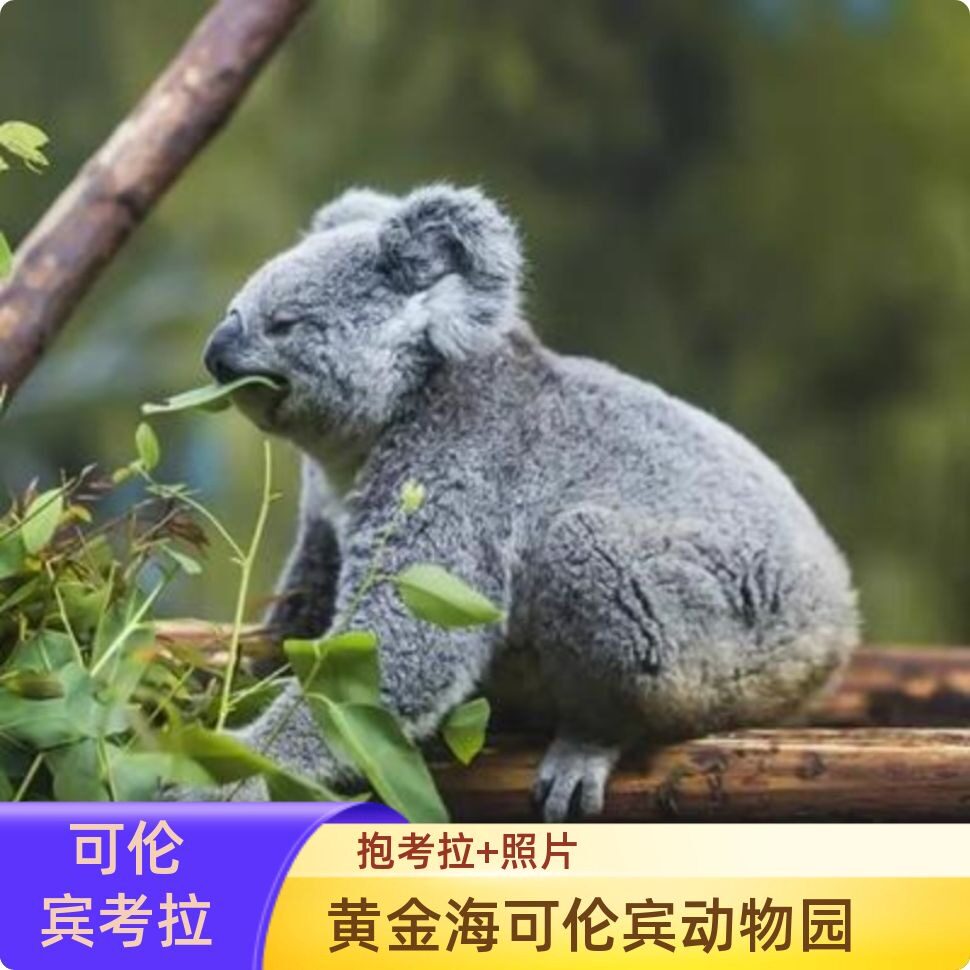[可伦宾野生动物保护园-门票+考拉照相]咨询客服澳大利亚澳洲黄金