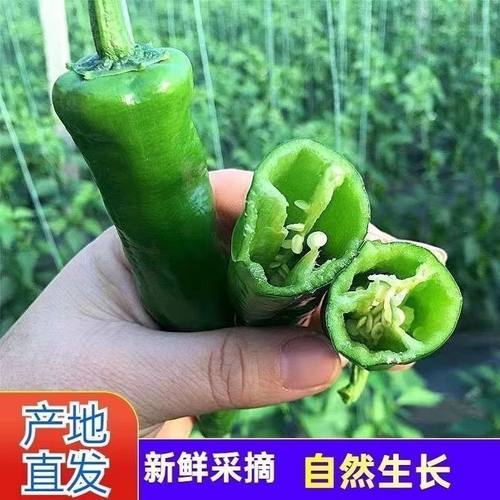 特辣辣椒源头直发