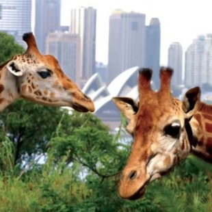 悉尼塔龙加动物园门票 往返渡轮 大门票 Fantasea往返船票 塔龙加动物园