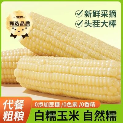 东北白糯玉米甜糯粘玉米棒真空锁鲜非转基因新鲜粗粮代餐当季玉米