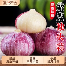 新鲜现挖独头蒜云南紫皮大蒜当季农家自种蔬菜独瓣大干蒜可做糖蒜