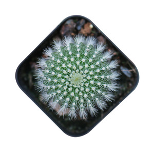 金冠仙人球 实生开花新手组合好养活易度夏办公室防辐射小盆栽