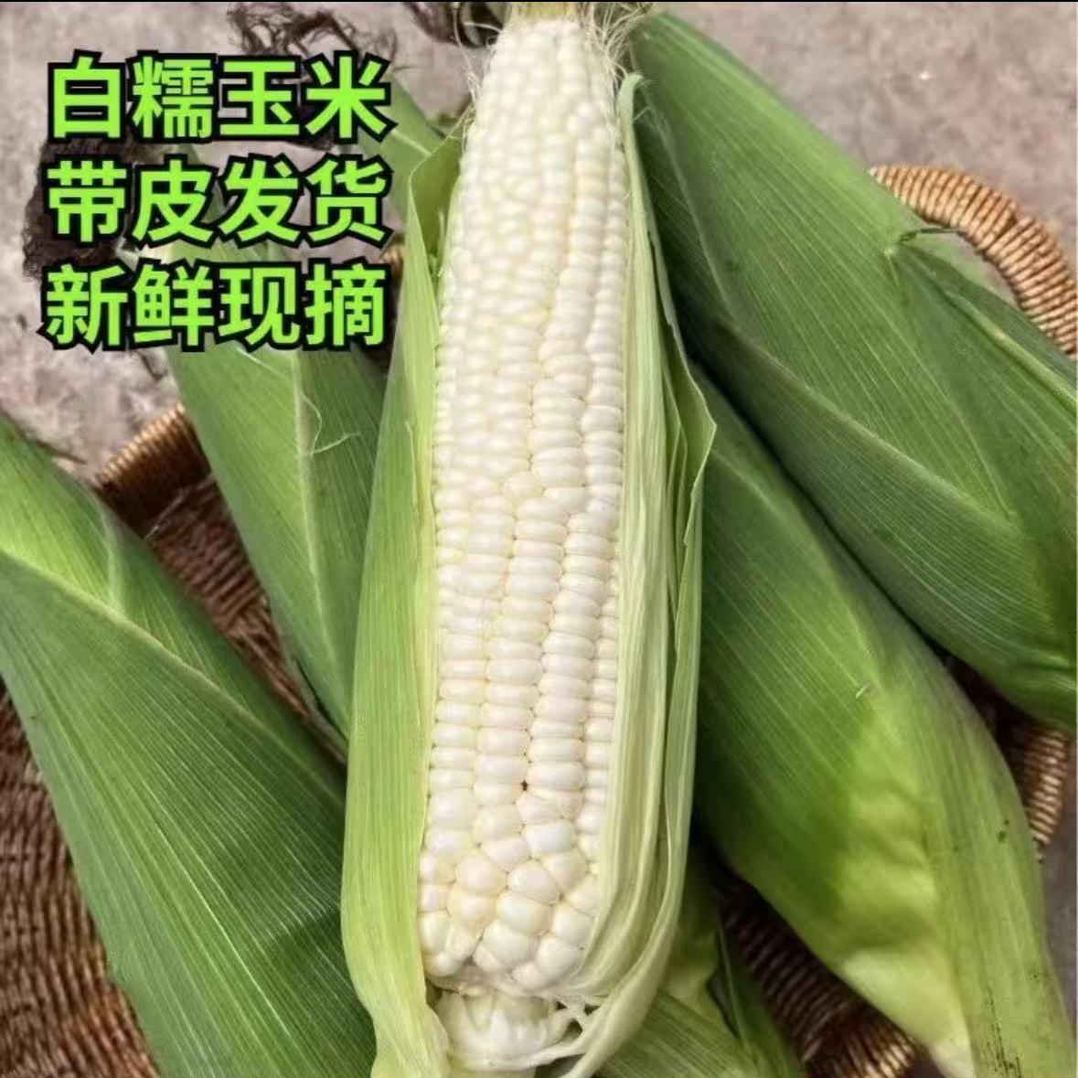 头茬新东北白糯玉米甜糯粘真空包装黏玉米新鲜粗粮代餐非即食玉米