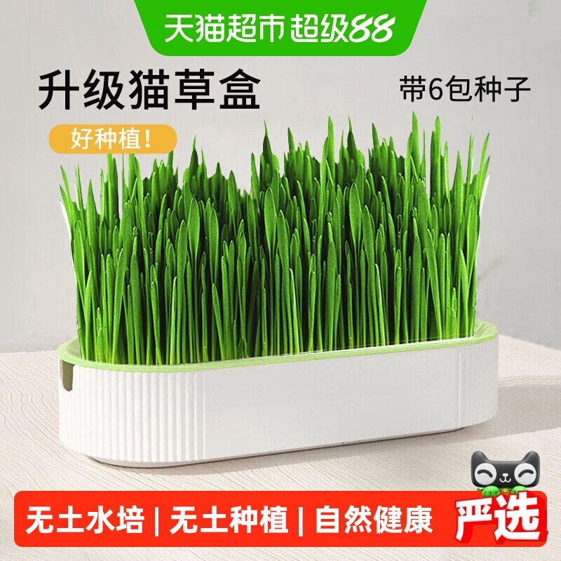 CrazyHost疯狂的主人水培猫草盆图片