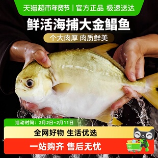 云储生活金鲳鱼新鲜冷冻鲜活特大鲳鱼日照金昌鱼海鱼白鲳银鲳鱼