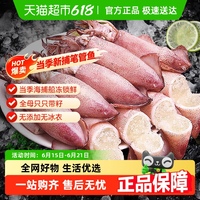 新鮮帶籽大筆管魚滿籽小海兔子鮮活全籽籽烏冷凍帶膏烏賊海鮮水產(chǎn)