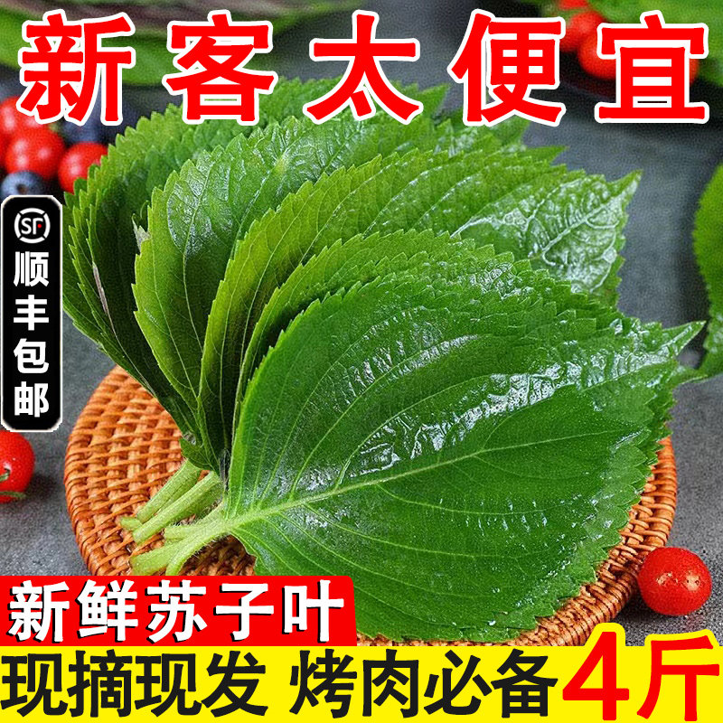 新鲜苏子叶包饭叶韩式烤肉紫苏叶蔬菜粘豆包叶蘸酱菜散装包邮