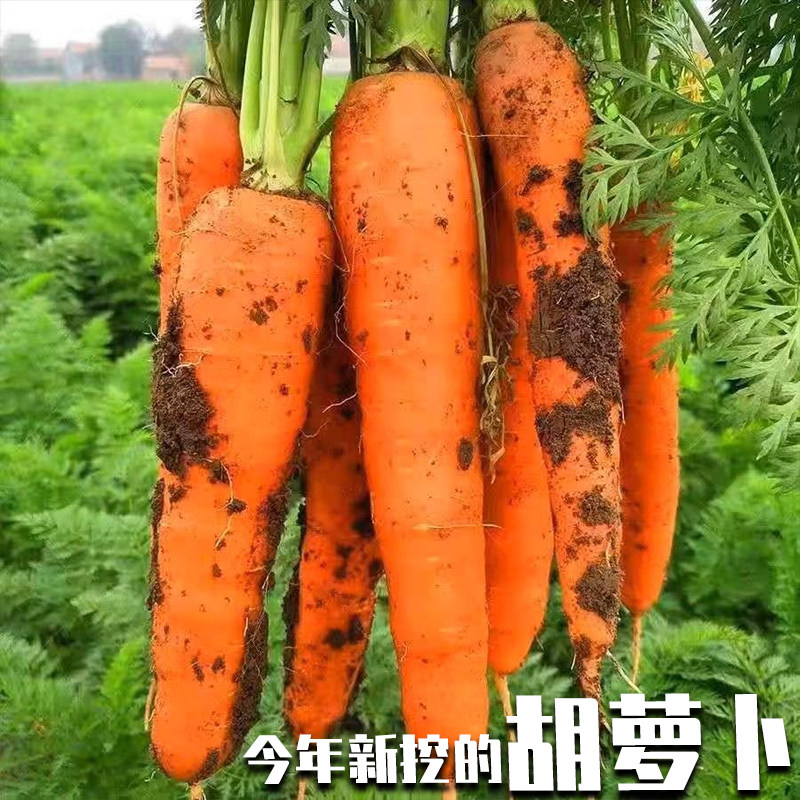 红萝卜水果胡萝卜新鲜红罗卜蔬菜生吃水果型脆甜宝宝辅食,水产肉类/新鲜蔬果/熟食,萝卜/胡萝卜,淘宝优惠券,粉丝福利购,淘宝优惠卷