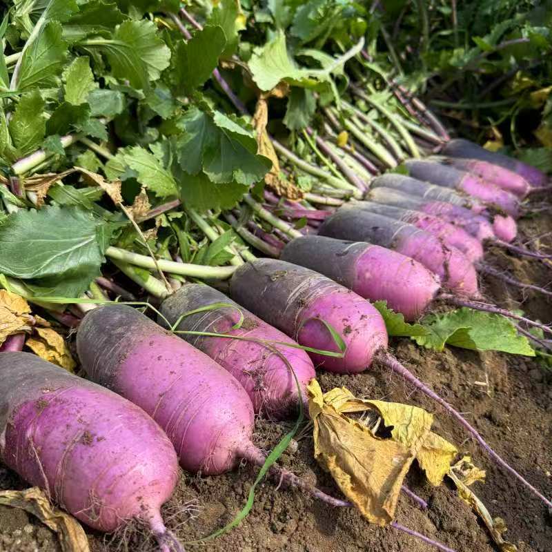 冰淇淋冰糖心萝卜水果萝卜新鲜潍坊甜脆型水果生吃凤梨萝卜心里美