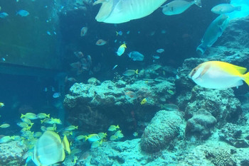 【冲绳】纯美海岛+出海观鲸+万座毛+美丽海水族馆+岛潜水6日游