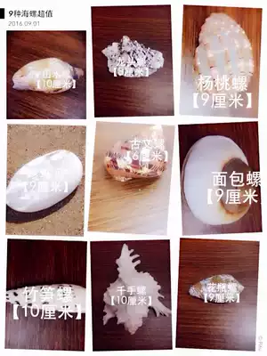 Natural nine kinds of shells, conch home furnishings, decorations, fish tank, landscaping, shooting props