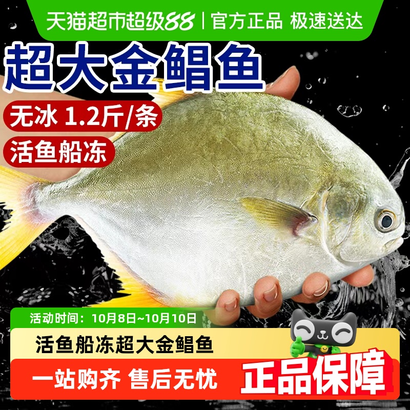 金鲳鱼特大鲜活新鲜冷冻金昌鱼