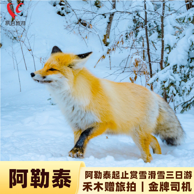 冬季推荐喀纳斯禾木8日游