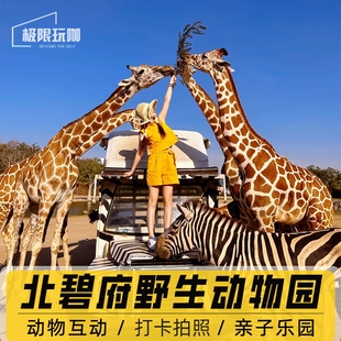 泰国北碧府沙发里长颈鹿拍照 safari park北碧府野生动物园游玩