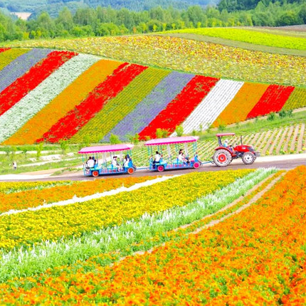 含机票日本旅游北海道6天5晚半自由纯玩跟团行富良野花可代办签证