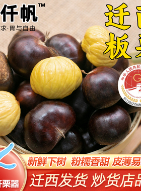 栗仟帆 正宗迁西鲜板栗3斤燕山栗子油栗河北唐山特产毛栗3113甜糯