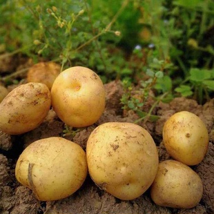 農家種植黃心土豆新鮮土豆新洋芋蔬菜現挖新土豆美味營養