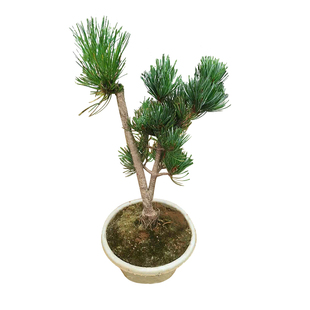 精品日本大阪松小苗五针松盆景树桩造型短针嫁接苗那须娘松树黑松
