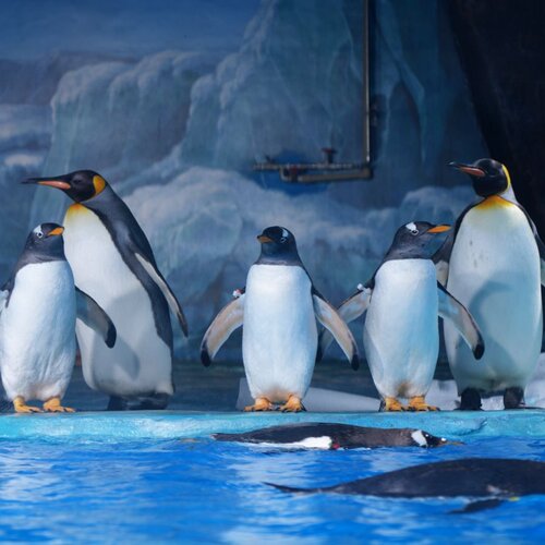 小梅沙海洋主题世界