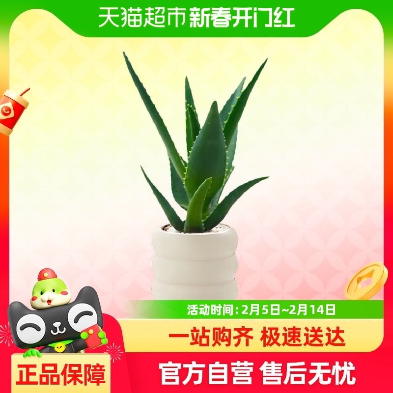 С«ļȩСֲҰ칫17.86Ԫ(88VIP 95)